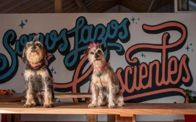 INSTINTOS: LA FUNDACIÓN QUE SALVA LA VIDA DE LOS PERROS Y LAS PERSONAS