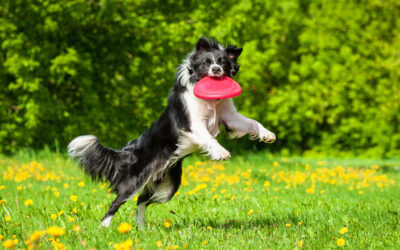 LLEGA A COLOMBIA EL PRIMER CONGRESO NACIONAL DE ETOLOGÍA, DEPORTE Y TRABAJO CANINO
