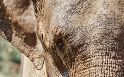 EN EL DÍA MUNDIAL DEL ELEFANTE  NATIONAL GEOGRAPHIC WILD PRESENTA UN ESPECIAL 