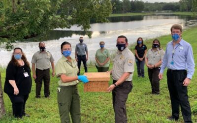 Ranas del amazonas son devueltas a su hábitat
