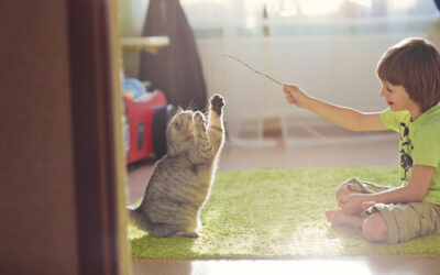 ¿Amante de los gatos? cinco recomendaciones para demostrarles afecto