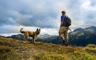 Conoce las mejores recomendaciones para viajar con tu mejor amigo de 4 patas