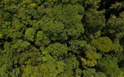¡ALFOMBRA VERDE! busca lideres en gestión ambiental