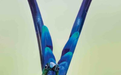 ‘Naturaleza y Asombro’ un libro para descubrir, asombrarse y celebrar la riqueza de aves de colombia