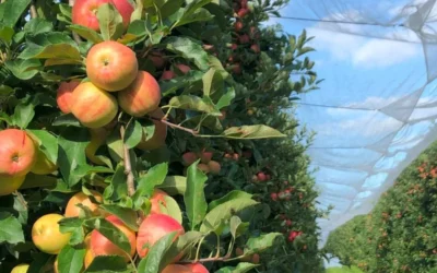 ¡Directo del huerto! Arranca la temporada de manzanas francesas en Colombia