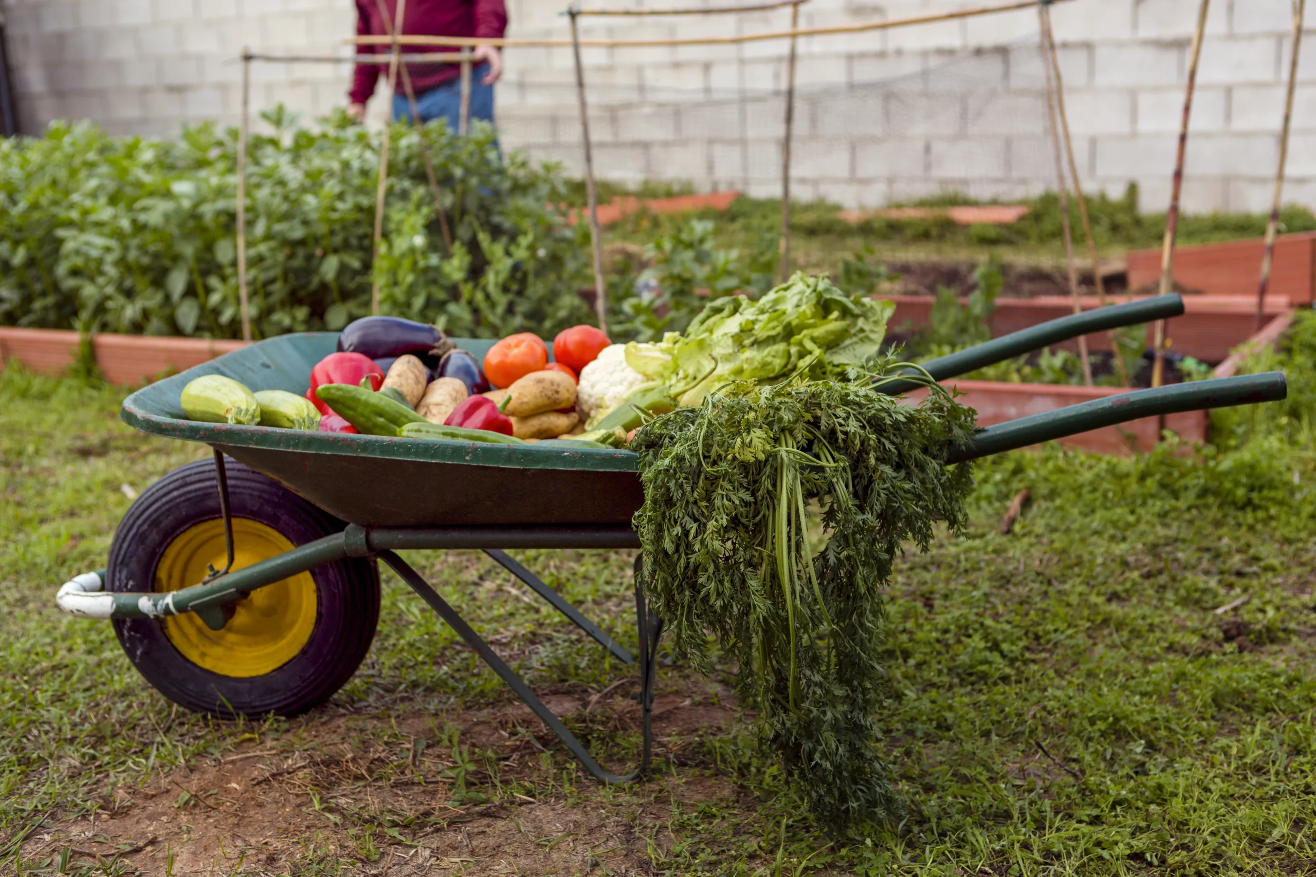 ALIMENTACION SOSTENIBLE